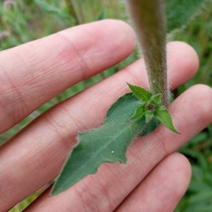 Heterotheca inuloides