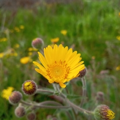 Heterotheca inuloides