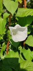 Calystegia sepium