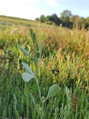 Atriplex pedunculata