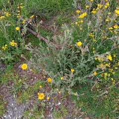 Heterotheca inuloides