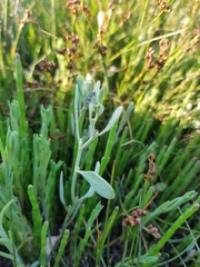 Atriplex pedunculata