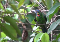 Psilopogon rafflesii