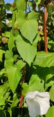 Calystegia sepium