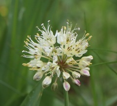 Allium victorialis