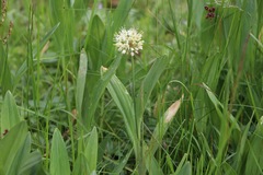 Allium victorialis