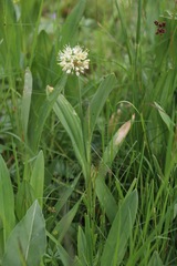 Allium victorialis