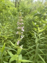Stachys pilosa