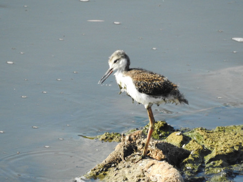 photo of Black-necked Stilt (Himantopus mexicanus)