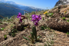 Primula amoena