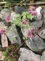 Sempervivum