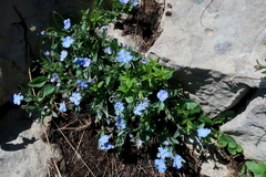 Omphalodes rupestris lojkae