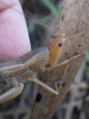 Bucrates malivolans