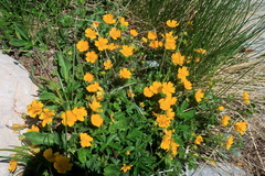 Potentilla crantzii