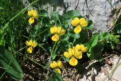 Viola caucasica