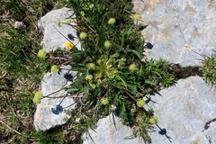 Chamaesciadium acaule
