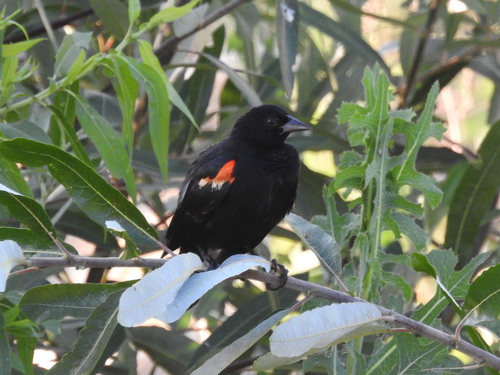photo of Red-winged Blackbird (Agelaius phoeniceus)