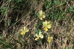 Viola oreades