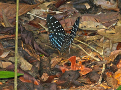 Lexias bangkana