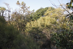 Euclea linearis