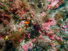 Cerianthus membranaceus