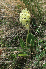 Primula ruprechtii