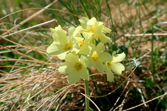 Primula ruprechtii
