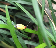 Chrysomelidae