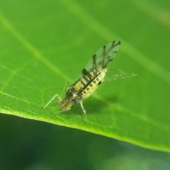 Panaphis juglandis