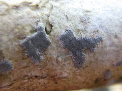 Sarcographa tricosa