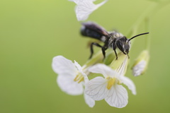 Andrena agilissima