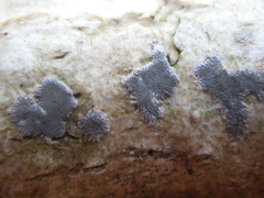 Sarcographa tricosa