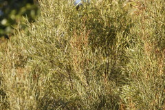 Euclea linearis