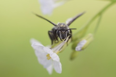 Andrena agilissima