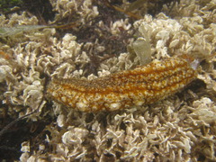 Holothuria grisea
