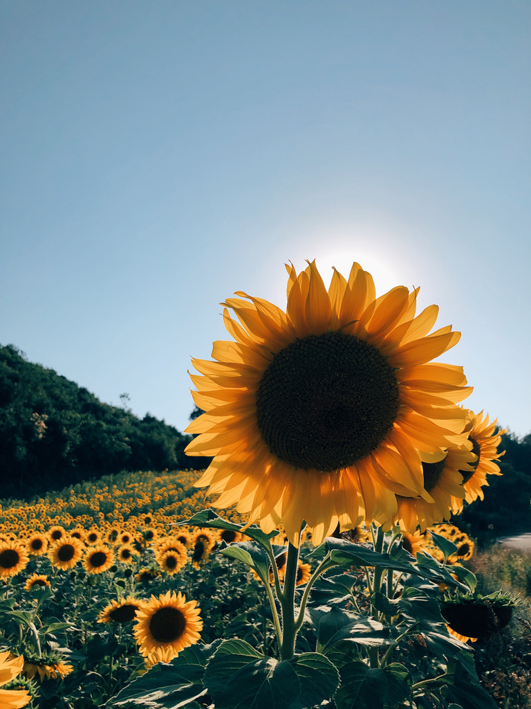 해바라기 from Kadirli on 2021년 06월 17일 (목) at 05:34 오후 by meryemdoger · iNaturalist 해바라기 (Helianthus annuus)