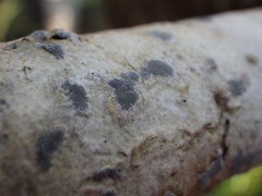 Sarcographa tricosa
