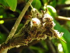 Lepidoptera