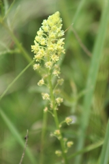 Reseda lutea