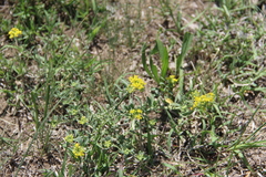 Odontarrhena tortuosa