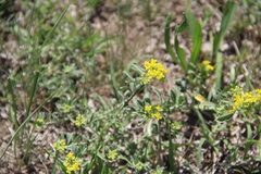 Odontarrhena tortuosa