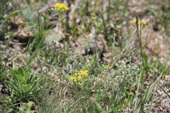 Odontarrhena tortuosa