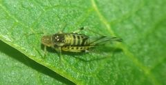 Panaphis juglandis