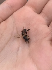 Apis mellifera
