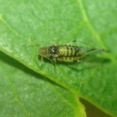 Panaphis juglandis