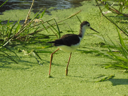 photo of Black-necked Stilt (Himantopus mexicanus)