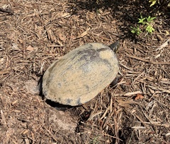 Pseudemys concinna concinna