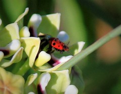 Pelonides quadrinotata