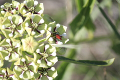 Pelonides quadrinotata