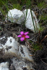 Oxalis polyphylla polyphylla